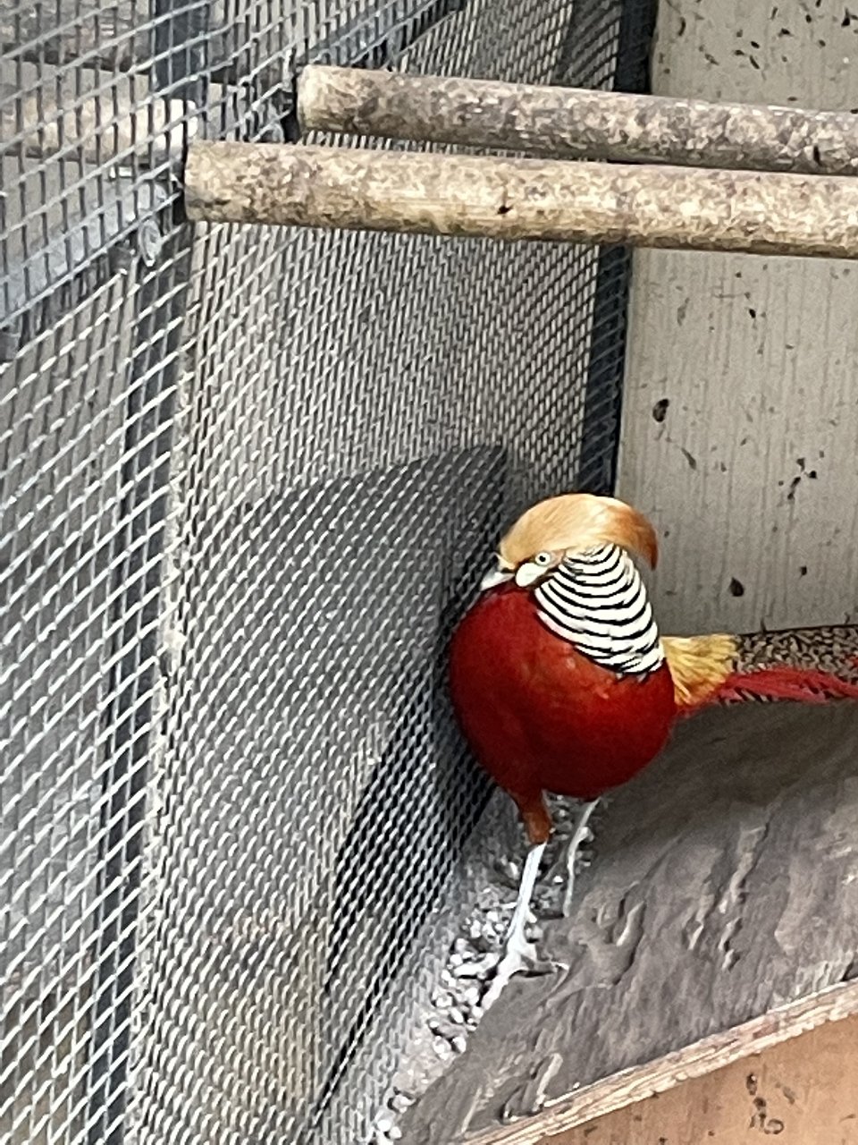 Horace Heidt's Magnolia Estate Apartments3